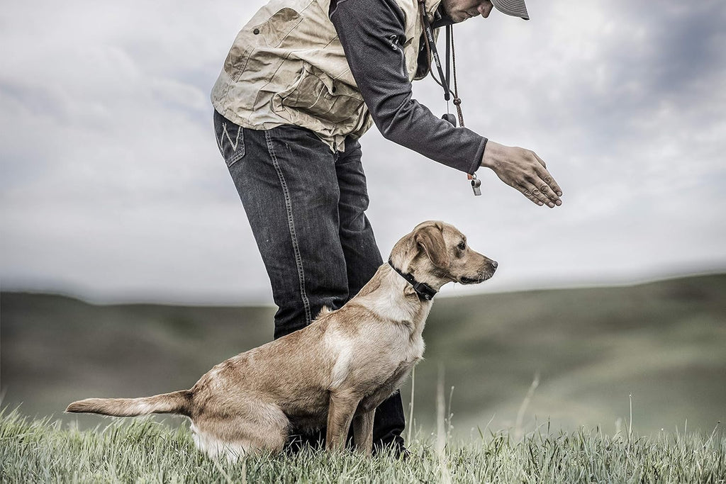 Electronic Dog Training Collar with Remote, 500 Yard Range, Waterproof, Rechargeable L63635