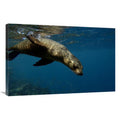 24 x 36 in. Galapagos Sea Lion Swimming Art Print P145327
