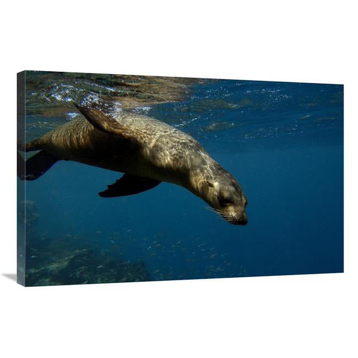 24 x 36 in. Galapagos Sea Lion Swimming Art Print P145327