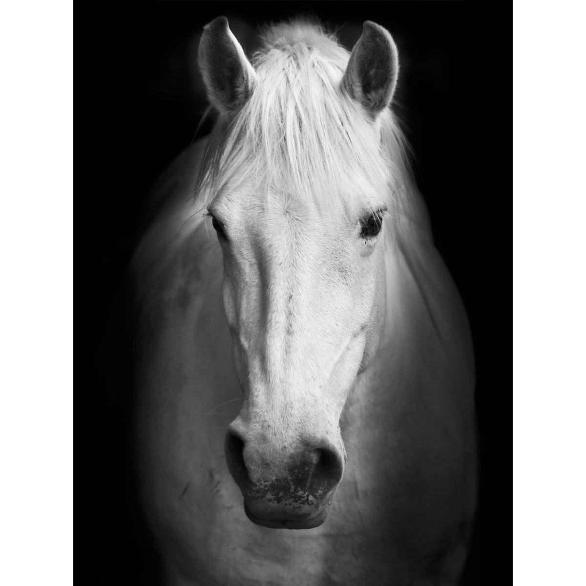 White Horse Face Photography Canvas Art K93129