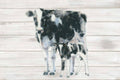 Cow and Calf on Wood S267911