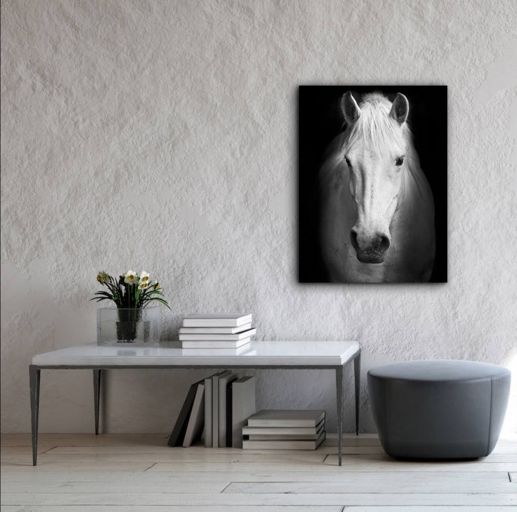 White Horse Face Photography Canvas Art K93129